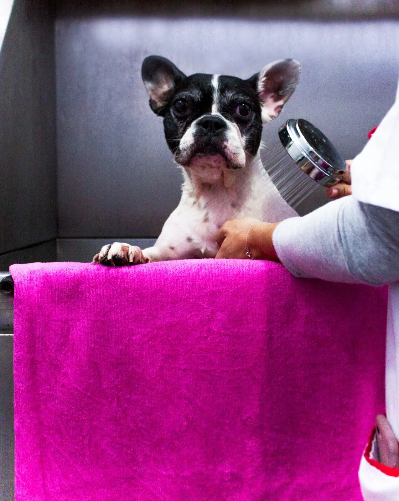 Consulta veterinária