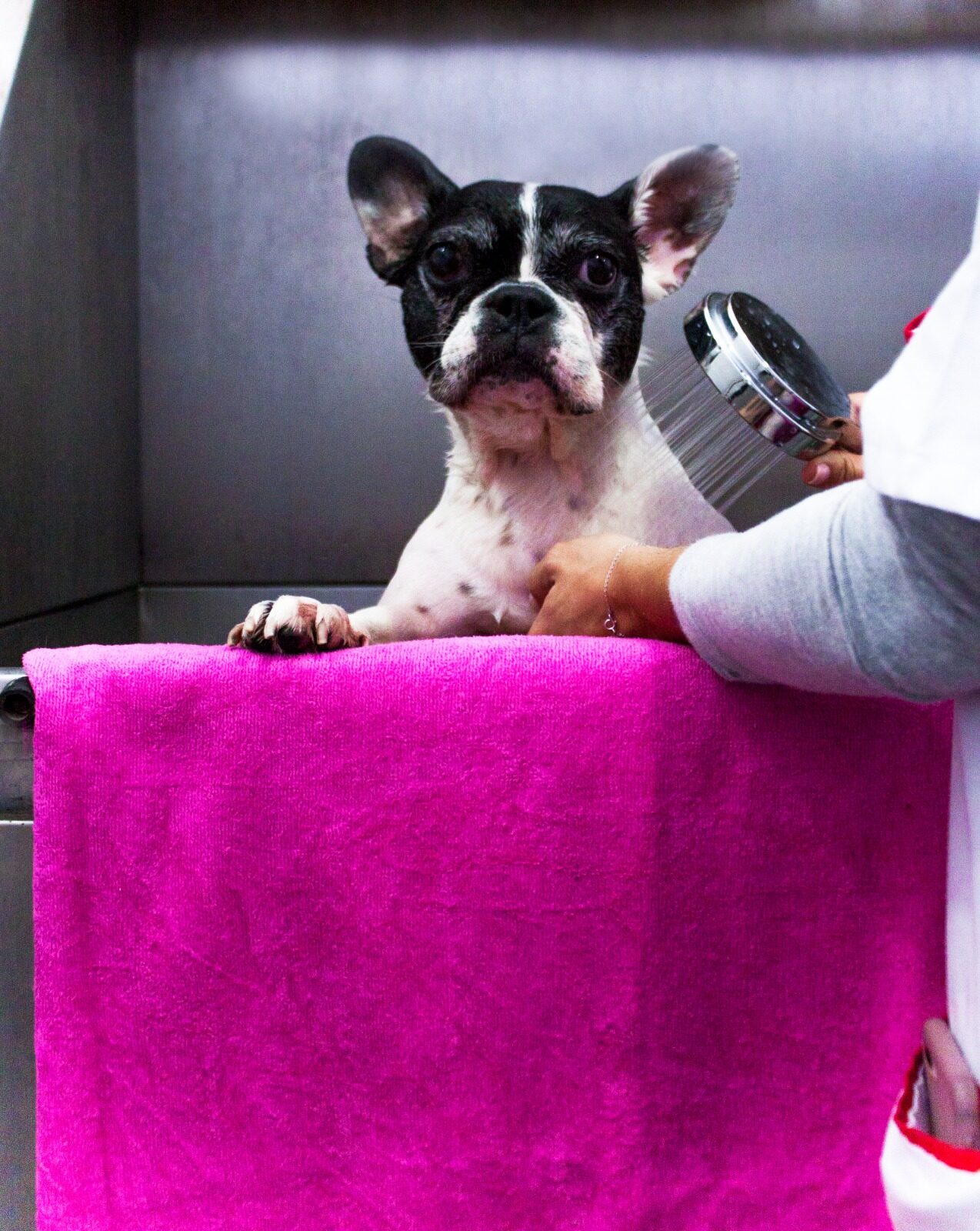 Consulta veterinária