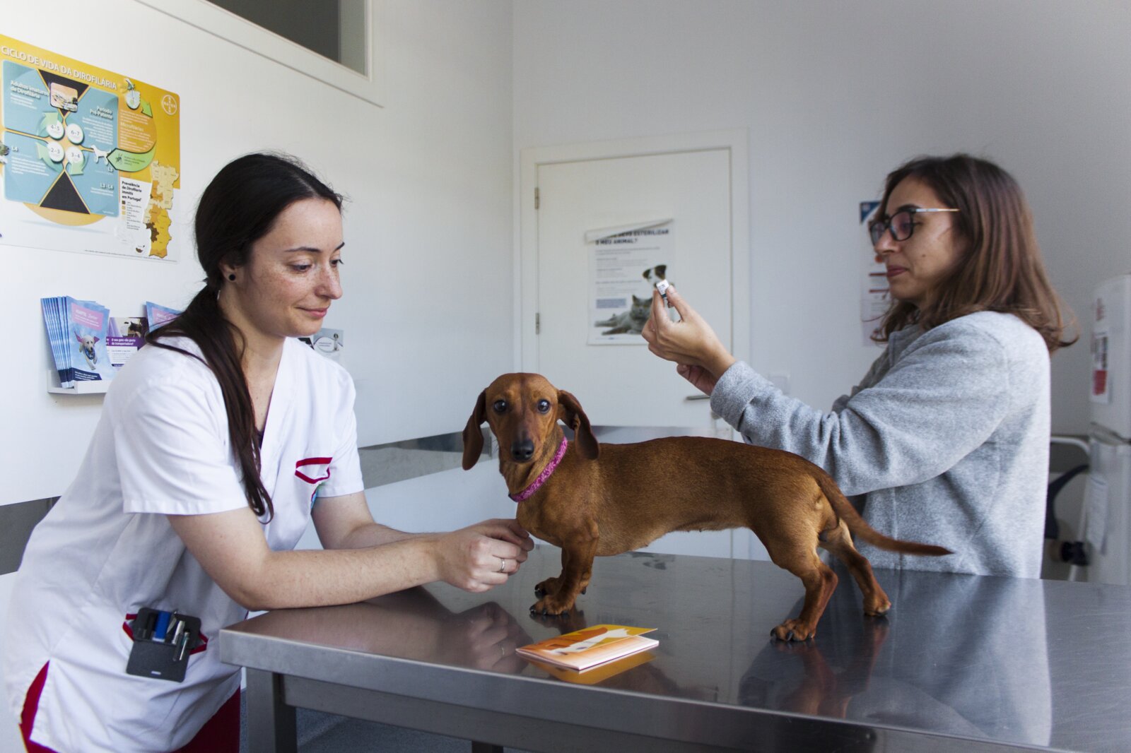 Ecografia veterinária